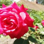 Infuzija česna za vrtnice: naravni ščit pred boleznimi brez kemikalij infuzija-cesna-za-vrtnice-naravni-scit-pred-boleznimi-brez-kemikalij.jpg