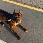 Kaj se zgodi, če psa ne sprehodite pravočasno: moteni ritmi in socialne posledice kaj-se-zgodi-ce-psa-ne-sprehodite-pravocasno-moteni-ritmi.jpg