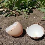 kako-jajcne-lupine-spreminjajo-kislost-tal-majhni-triki-za-velik.jpg