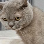 "Mlečni korak" odrasle mačke: zakaj vas zmečka s tačkami, spominjanje otroštva mlecni-korak-odrasle-macke-zakaj-vas-zmecka-s-tackami-spominjanje.jpg