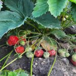 nepricakovani-pomocnik-na-vrtu-kako-jod-resi-jagode-pred-jagodno.jpg