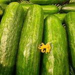 Vnaprejšnje soljenje kumar za solato: pozabljena skrivnost popolne hrustljavosti vnaprejsnje-soljenje-kumar-za-solato-pozabljena-skrivnost-popolne-hrustljavosti.jpg