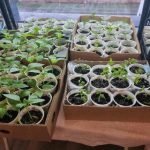 Zakaj dati jajčne lupine v kozarec s sadikami: neočiten trik za močne sadike zakaj-dati-jajcne-lupine-v-kozarec-s-sadikami-neociten-trik.jpg