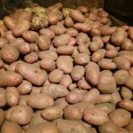 Zakaj jabolko v omari za krompir dela prave čudeže pri ohranjanju pridelka zakaj-jabolko-v-omari-za-krompir-dela-prave-cudeze-pri.jpg