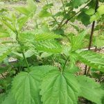 Zakaj koprive gorijo z razlogom: spreminjanje plevela v eliksir za zelenjavni vrt zakaj-koprive-gorijo-z-razlogom-spreminjanje-plevela-v-eliksir-za.jpg