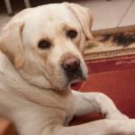 Zakaj moker pes smrdi kot pasje govno: kemijska komunikacija, ki je ne razumemo zakaj-moker-pes-smrdi-kot-pasje-govno-kemijska-komunikacija-ki.jpg