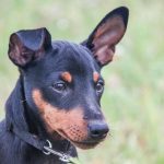 Zakaj se psi pred spanjem vrtijo: obred, ki je ostal od volkov v divjini zakaj-se-psi-pred-spanjem-vrtijo-obred-ki-je-ostal.jpg