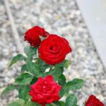 Zakaj so bananini olupki postali zaklad za pridelovalce vrtnic: skriti vir za bujne cvetove zakaj-so-bananini-olupki-postali-zaklad-za-pridelovalce-vrtnic-skriti.jpg