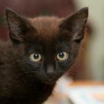 Zakaj vaša mačka mrka: skrivnosti vibracij, ki zdravijo tudi vas zakaj-vasa-macka-mrka-skrivnosti-vibracij-ki-zdravijo-tudi-vas.jpg