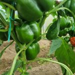 Zakaj zakopati jajčne lupine pod papriko: minerali za okusen pridelek zakaj-zakopati-jajcne-lupine-pod-papriko-minerali-za-okusen-pridelek.jpg