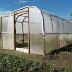 Žamet in paradižnik v rastlinjaku: cvetlična diplomacija proti škodljivcem zamet-in-paradiznik-v-rastlinjaku-cvetlicna-diplomacija-proti-skodljivcem.jpg